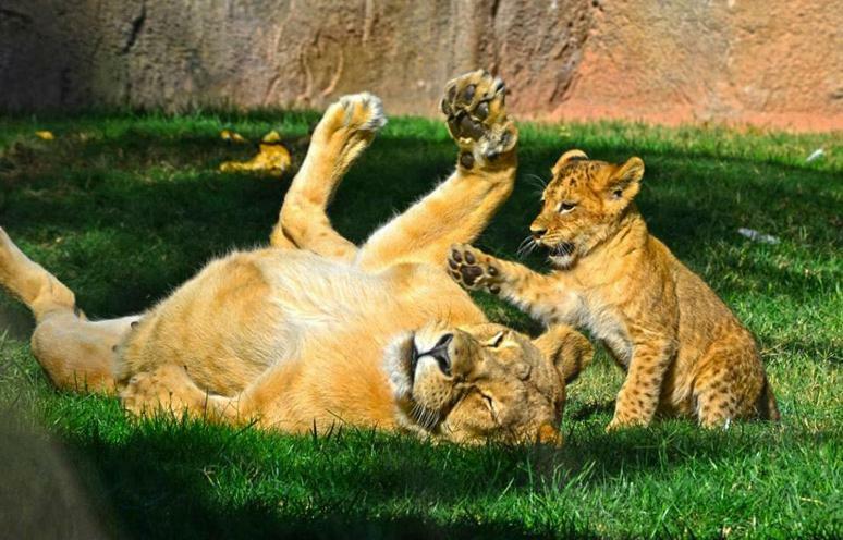 דירות Bioparc Metro ולנסיה מראה חיצוני תמונה